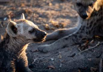 The spotted hyena is a highly successful animal, being the most common large carnivore in Africa....