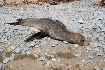 Dead Seal on Rocky Shoreline: Nature and Wildlife Scene