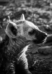 Obraz premium The spotted hyena is a highly successful animal, being the most common large carnivore in Africa. Its success is due in part to its adaptability and opportunism; it is primarily a hunter but may also 