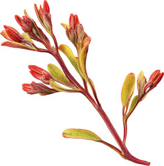 Obraz premium Red flower buds on stem