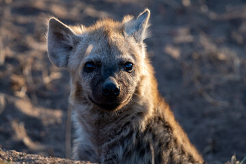 The spotted hyena is a highly successful animal, being the most common large carnivore in Africa....