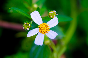Mono bitters, also known as mono needle, devil needle, bidendron, torus genus (two-part nomenclature: Bidens pilosa) is a species of flowering plant belonging to the genus Bidens, Asteraceae family, s