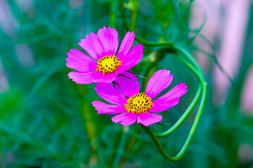 Cosmos bipinnatus or Cosmos bipinnatus (scientific name: Cosmos bipinnatus) is a species of...