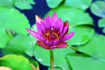 The genus Nymphaea (scientific name: Nymphaea) is a genus of aquatic plants belonging to the family...