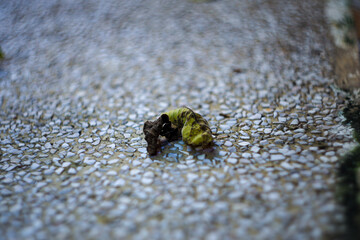 
Dry leaves fall on the street