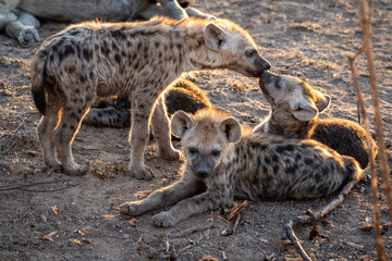 The spotted hyena is a highly successful animal, being the most common large carnivore in Africa....