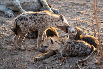 The spotted hyena is a highly successful animal, being the most common large carnivore in Africa....