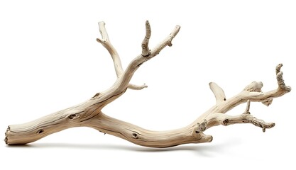deer antlers