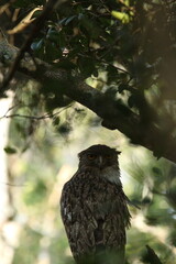 Sri Lankan Birds Of in Yala National Park, Sri Lanka 