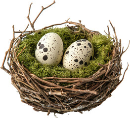 Obraz premium Two speckled eggs in a nest