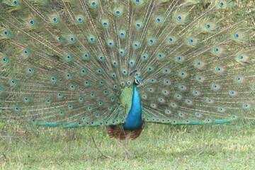 Sri Lankan Birds Of in Yala National Park, Sri Lanka 