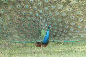 Obraz premium Sri Lankan Birds Of in Yala National Park, Sri Lanka 