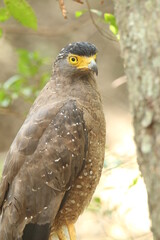 Sri Lankan Birds Of in Yala National Park, Sri Lanka 
