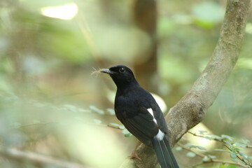 Sri Lankan Birds Of in Yala National Park, Sri Lanka 