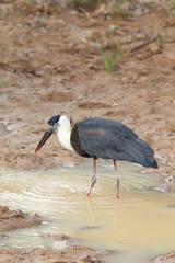 Sri Lankan Birds Of in Yala National Park, Sri Lanka 