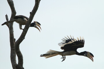 Sri Lankan Birds Of in Yala National Park, Sri Lanka 