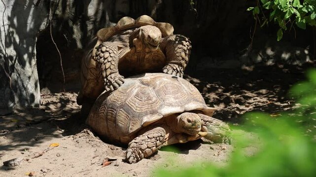 Male and female Centrochelys sulcata are breeding during mating season in farm or zoo. African spurred tortoise, is the third largest tortoise species in the world.

