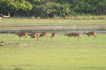Spotted Dear in the Wild, Sri Lanka 