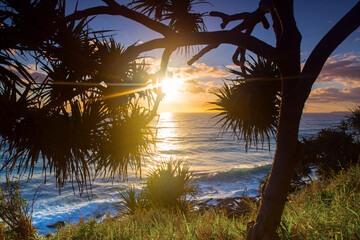 Looking through pandanus branches at Burleigh, of ocean waves under sunrise sky. Gold Coast, Australia.