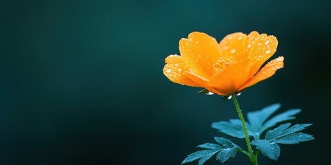 Fototapeta premium A vibrant orange flower with dew drops against a blurred dark green background, showcasing natural beauty and freshness.