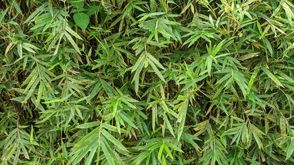 Selective focus of the Japanese bamboo plant or Pseudosasa japonica. Background and texture concept.
