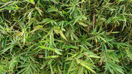 Selective focus of the Japanese bamboo plant or Pseudosasa japonica. Background and texture concept.