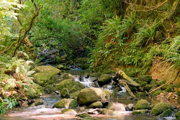 Ross Creek Flowing Through Lush Forest Scenery