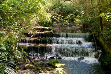 Ross Creek Flowing Through Lush Forest Scenery