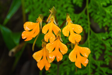 Yellow Snapdragon flowers at Phuhin Rongkla National Park in Thailand