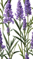 Obraz premium Seamless pattern of lavender flowers with green leaves on a white background.