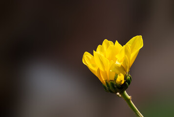 close up of yellow flower
