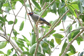Indian Myna Birds on the tree branch. Its other names Common myna and mynah. This is  a bird of the starling family Sturnidae. This is a group of passerine birds which are especially India. 
