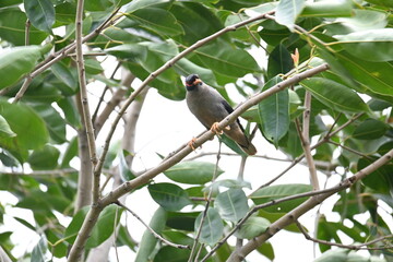Indian Myna Birds on the tree branch. Its other names Common myna and mynah. This is  a bird of the starling family Sturnidae. This is a group of passerine birds which are especially India. 
