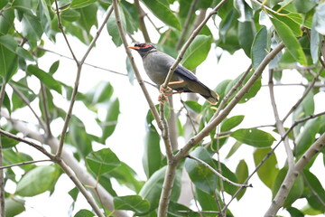 Fototapeta premium Indian Myna Birds on the tree branch. Its other names Common myna and mynah. This is a bird of the starling family Sturnidae. This is a group of passerine birds which are especially India. 