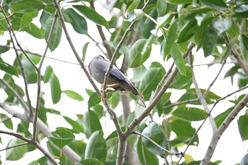 Indian Myna Birds on the tree branch. Its other names Common myna and mynah. This is  a bird of the starling family Sturnidae. This is a group of passerine birds which are especially India. 