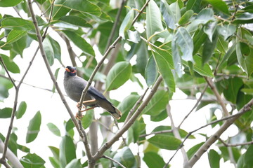 Obraz premium Indian Myna Birds on the tree branch. Its other names Common myna and mynah. This is a bird of the starling family Sturnidae. This is a group of passerine birds which are especially India. 