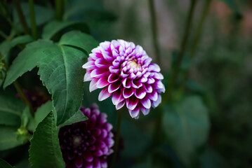 Dahlia Mystery Day flowers growing on flower bed