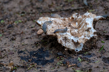 two slugs eating old dirty Russula mushroom