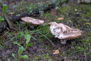 very dirty old Milk-white brittlegill (Russula delica) mushroom close up shot