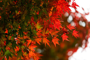 green and red leaves hanging from the maple tree in the Buddhist temple 