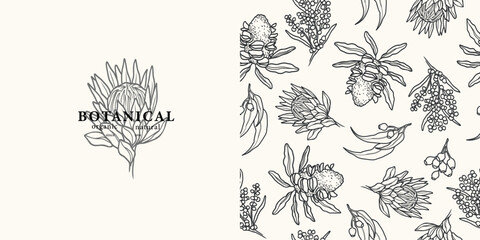 Fototapeta premium Line art Australian flowers background. Protea flower logo