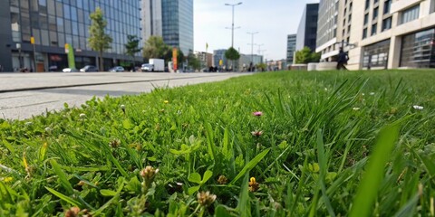 Fototapeta premium Lush Urban Lawn Panorama: Wide Green Grass View