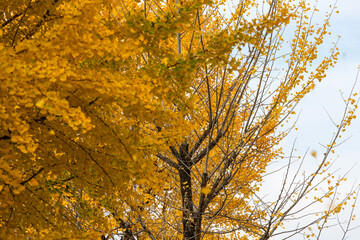 yellow ginkgo tree in the autmn mountain