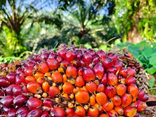 oil palm fruit after harvest