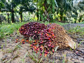 oil palm fruit after Harvest