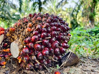 oil palm fruit after Harvest