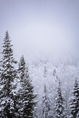 snowstorm in the forest