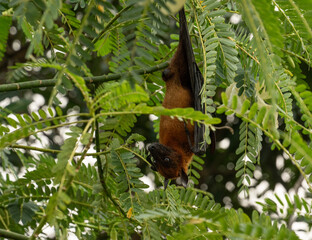 A Picture of The Indian flying fox (Pteropus medius, formerly Pteropus giganteus) hanging in a tree