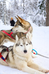 Naklejka premium cute fluffy dogs ready to ride, winter sport, husky harnessed dogs