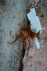 dead cockroach on the ground